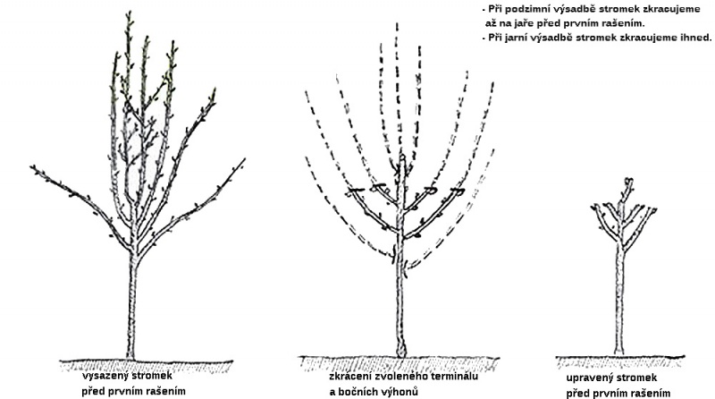 Jak správně stříhat jabloň?