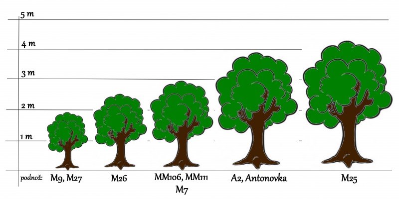 Jak daleko od sebe sázet jabloně?