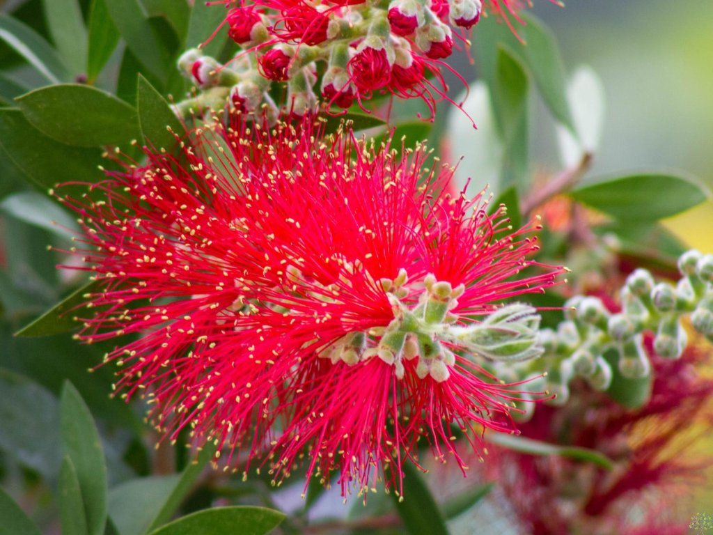 Callistemon citrinus 'Splendens' (1)