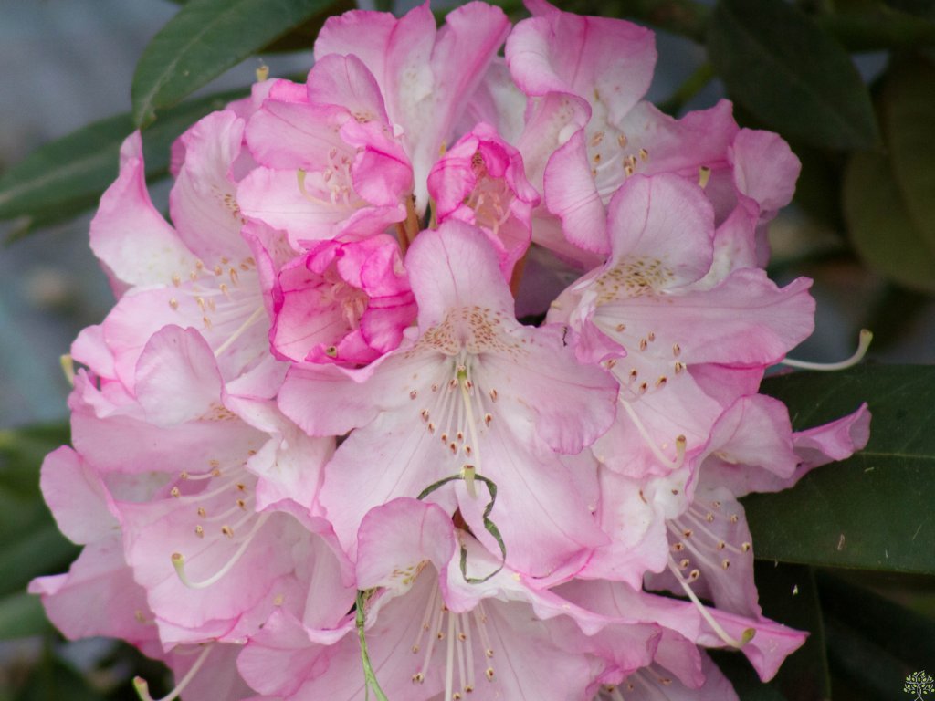 Rhododendron Seestadt (2)