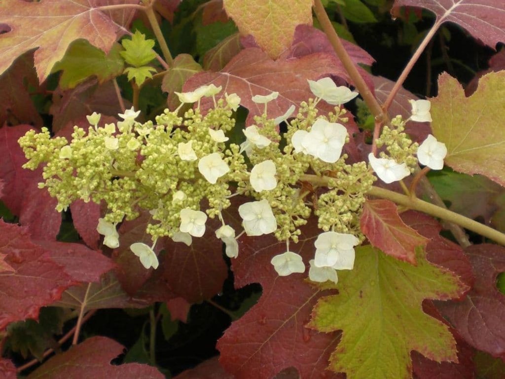 Hortenzie dubolistá 'Burgundy'