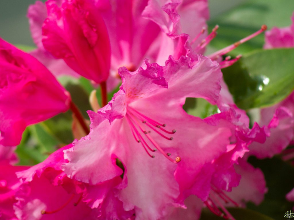 Rhododendron Anastasia (1)