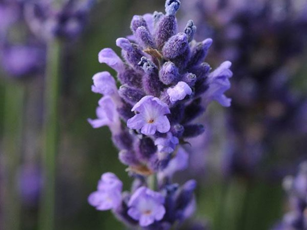 Levandule úzkolistá 'SuperBlue' - Lavandula angustifolia 'SuperBlue'  Lavandula angustifolia 'SuperBlue'