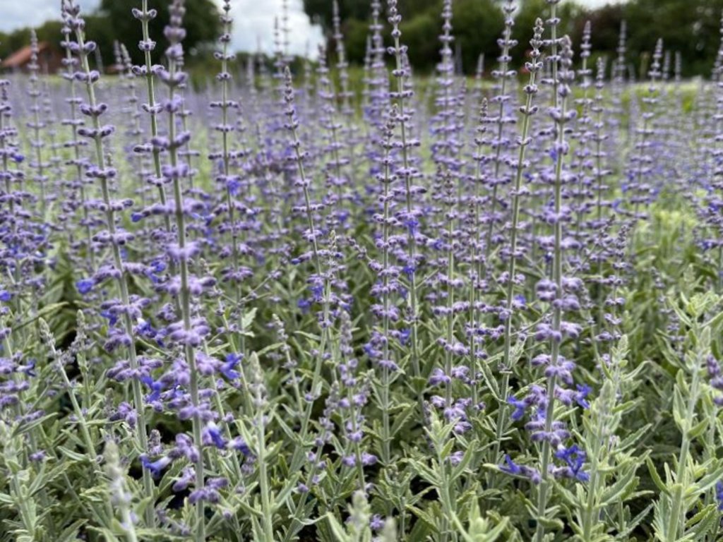 Perovskie lebedolistá 'Prime Time' - Perovskia atriplicifolia 'Prime Time'