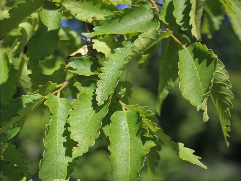 Zelkova habrolistá