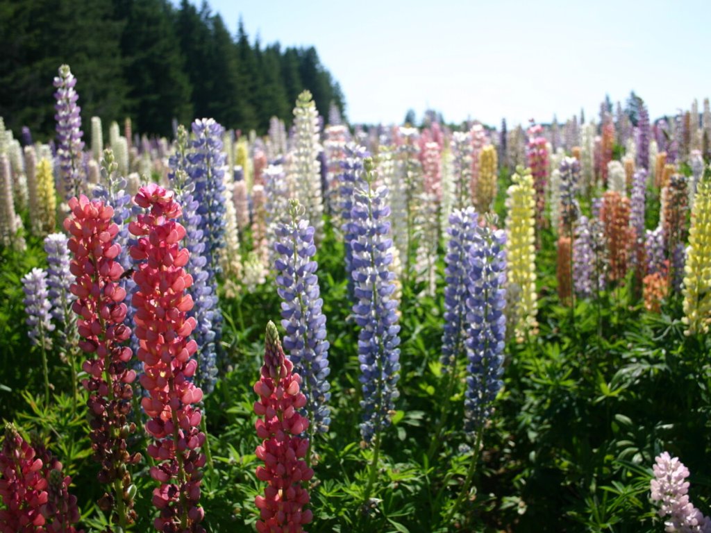 Lupina mnoholistá 'Mix barev' - Lupinus polyphyllus 'Mix barev'