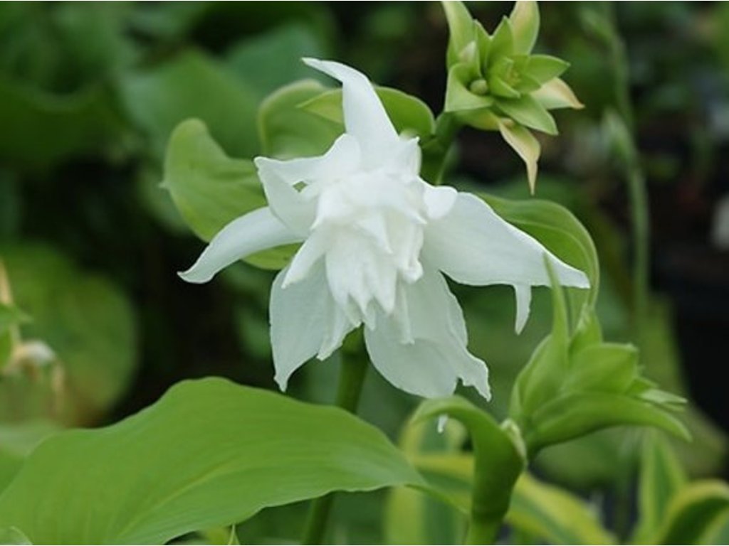Bohyška jitrocelová 'Aphrodite' - Hosta plantaginea 'Aphrodite'