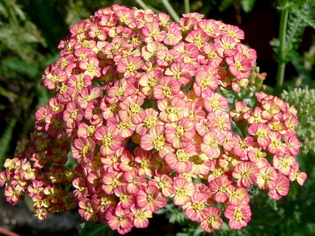 Řebříček obecný 'Tricolor' - Achillea milefolium 'Tricolor'