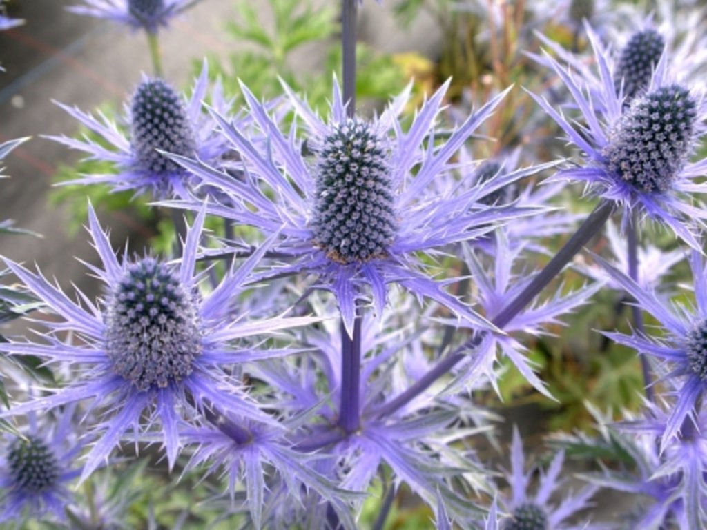 Máčka plocholistá 'Grumpy' - Eryngium planum 'Grumpy'