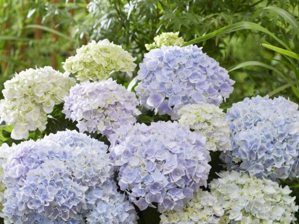 Hortenzie velkolistá  'Doppio Azzurro®'