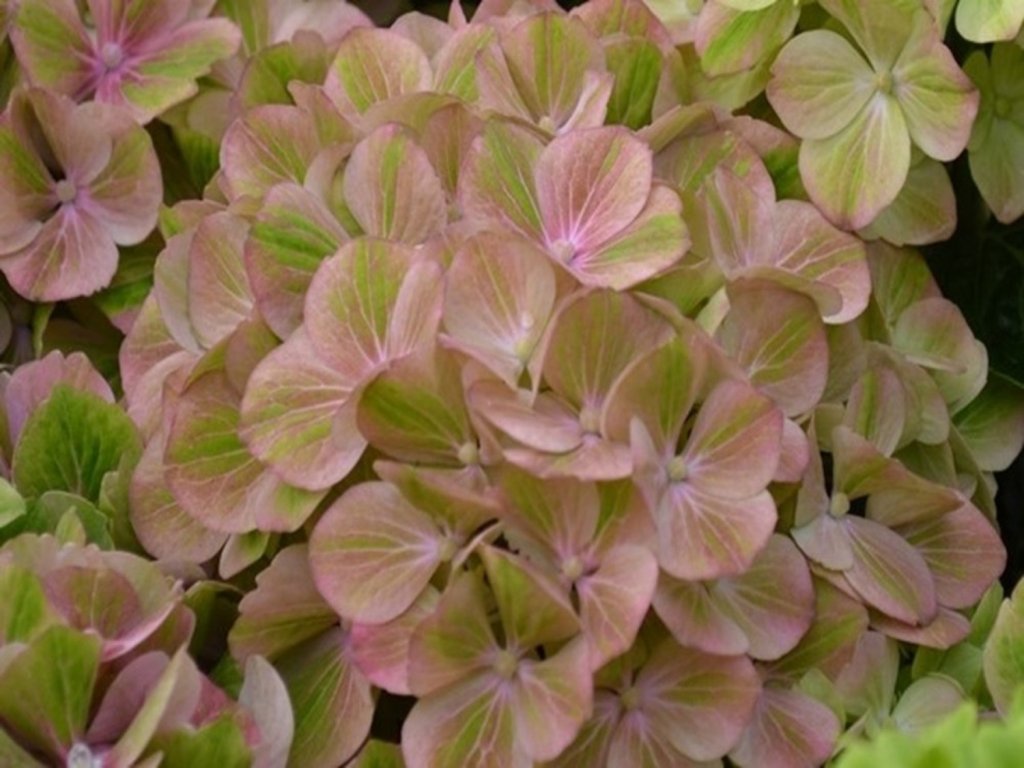 Hortenzie velkolistá Rembrandt® 'Bella Pesche'