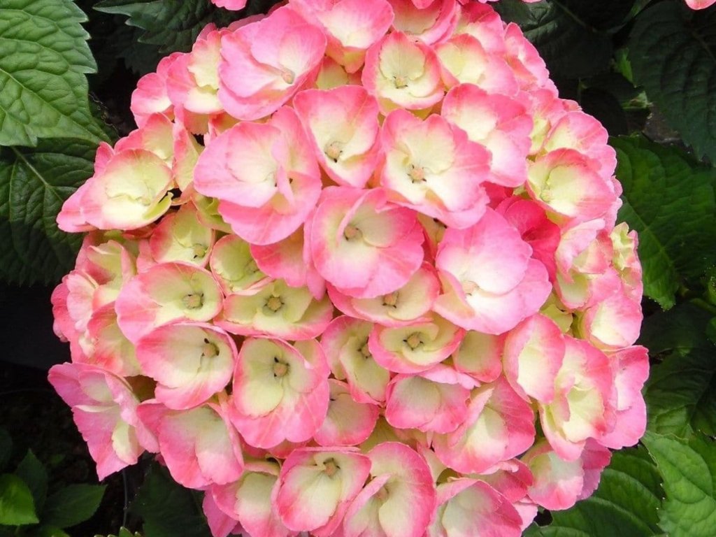 Hortenzie velkolistá Rembrandt® 'Dolce Chic'