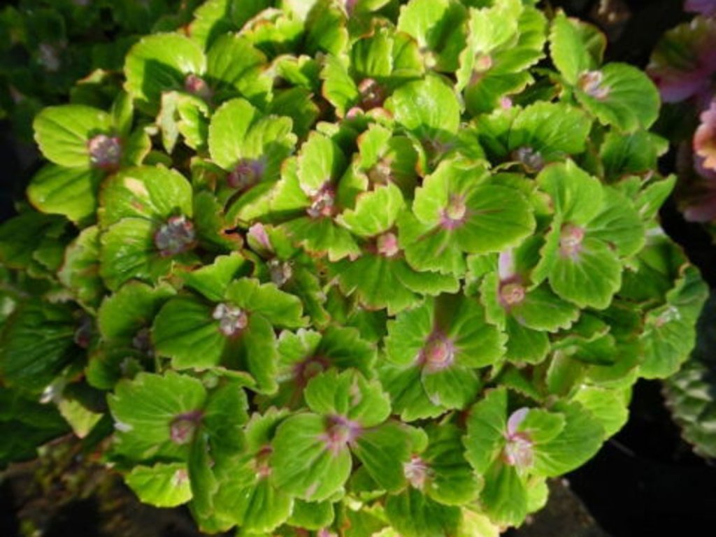 Hortenzie velkolistá Rembrandt® 'Vibrant Verde'