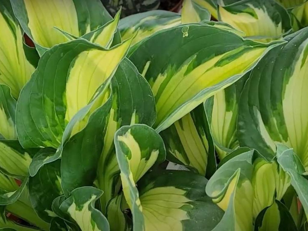 Bohyška 'Colored Hulk' - Hosta 'Colored Hulk'