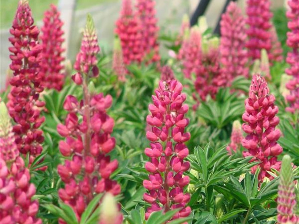 Lupina mnoholistá 'Red Shades' - Lupinus polyphyllus 'Red Shades'