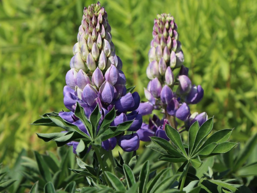 Lupina mnoholistá 'Persian Slipper' - Lupinus polyphyllus 'Persian Slipper'