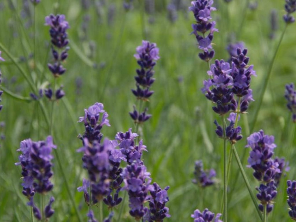 Levandule úzkolistá 'Imperial Gem' - Lavandula angustifolia 'Imperial Gem'  Lavandula angustifolia 'Imperial Gem'