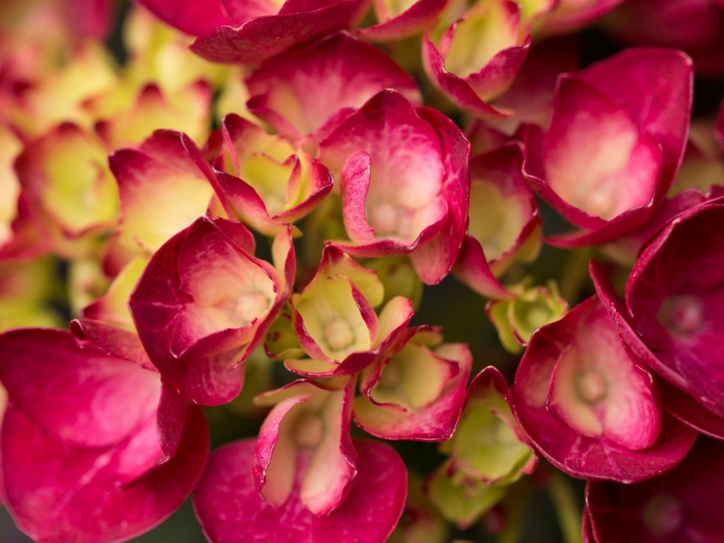 Hortenzie velkolistá 'Magical Ruby Red'  Hydrangea m. 'Magical Rubyred'