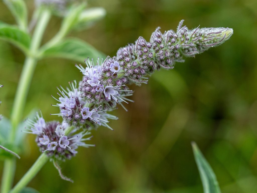 Máta dlouholistá - Mentha longifolia