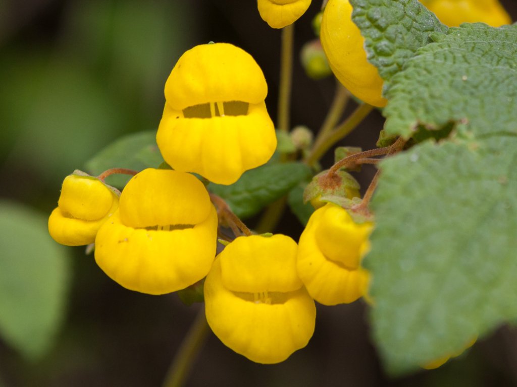 Pantoflíček - Calceolaria sp. patagonia