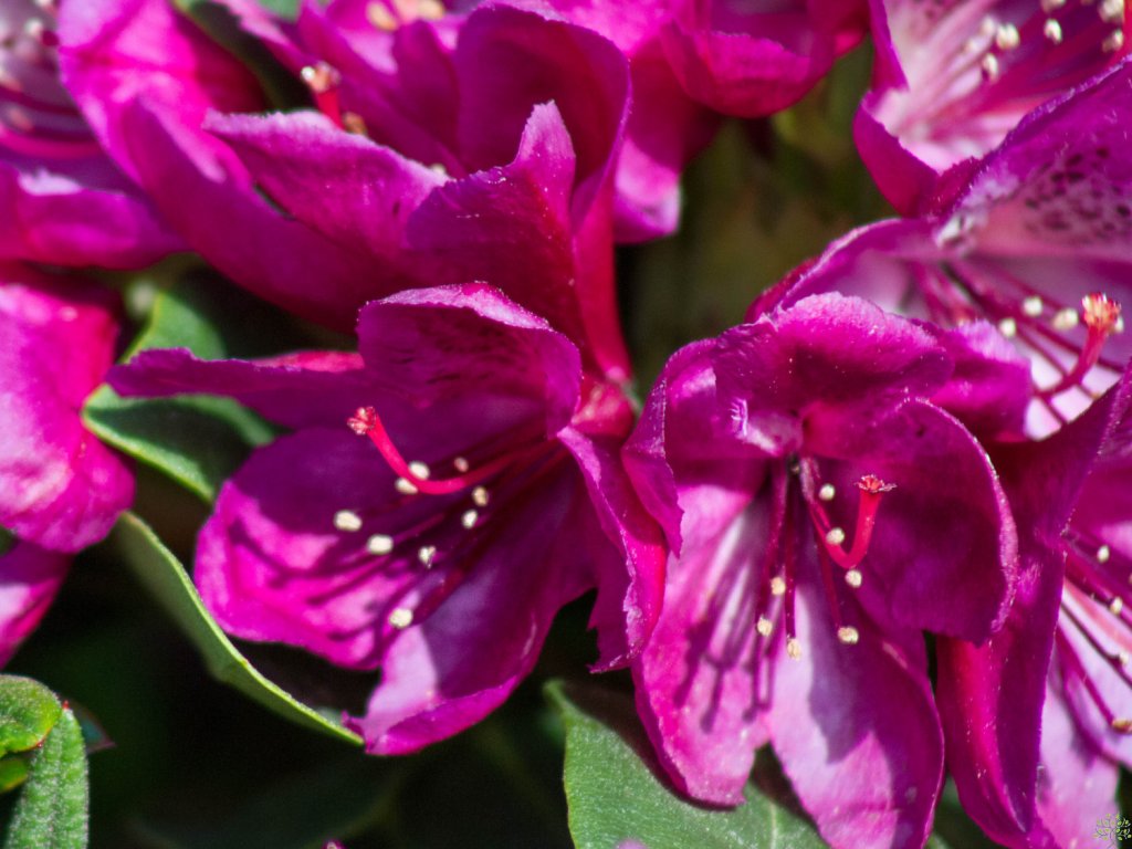 Rhododendron Polarnacht (2)