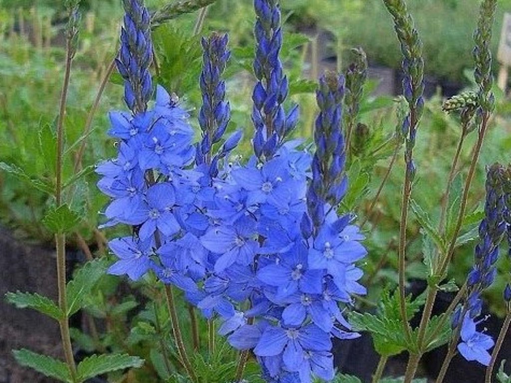 58905-1_konisblau.jpg?6745c67f