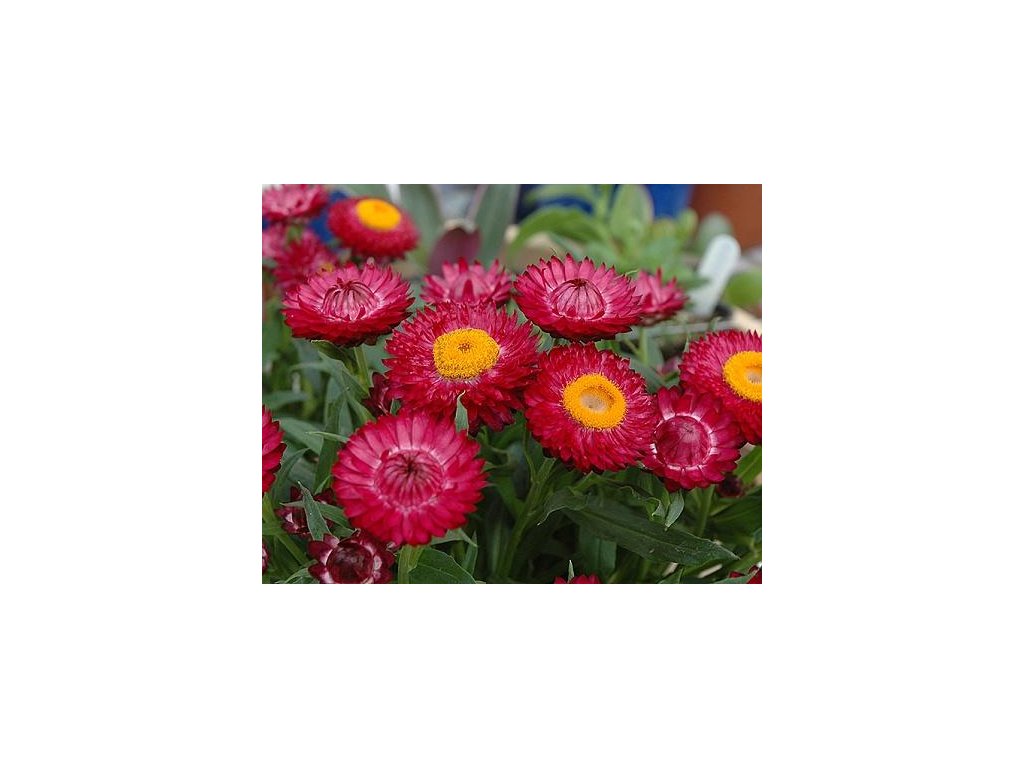 60753 1 slameneka listenata cervena