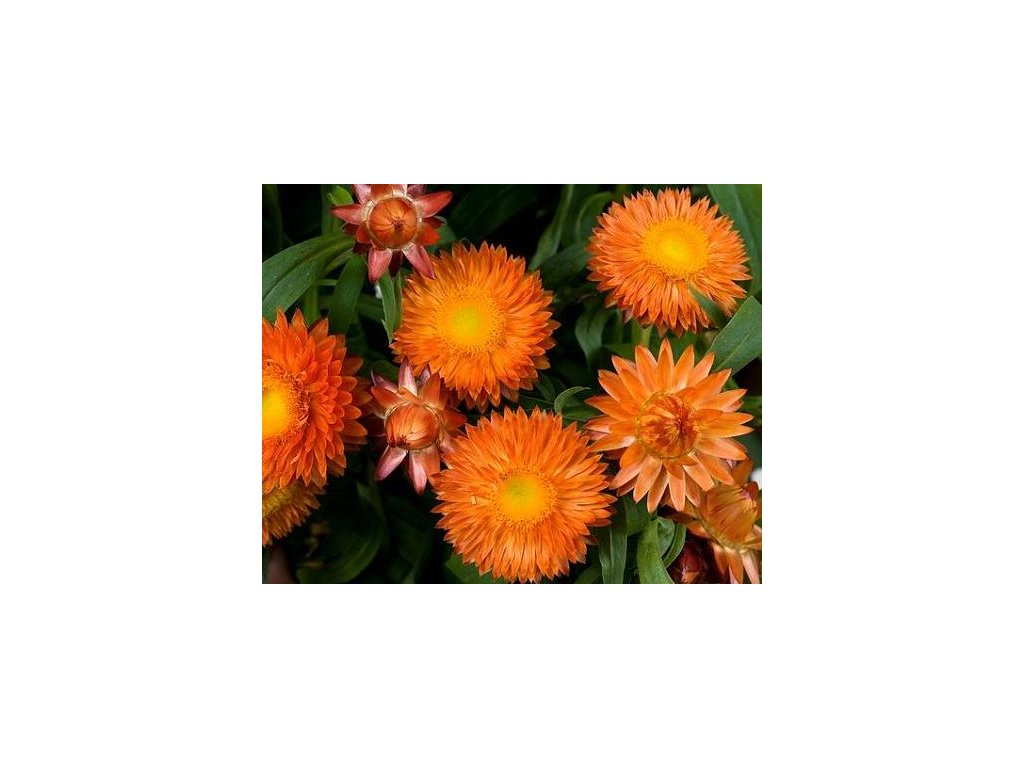 60756 1 slamenka listenata oranzova