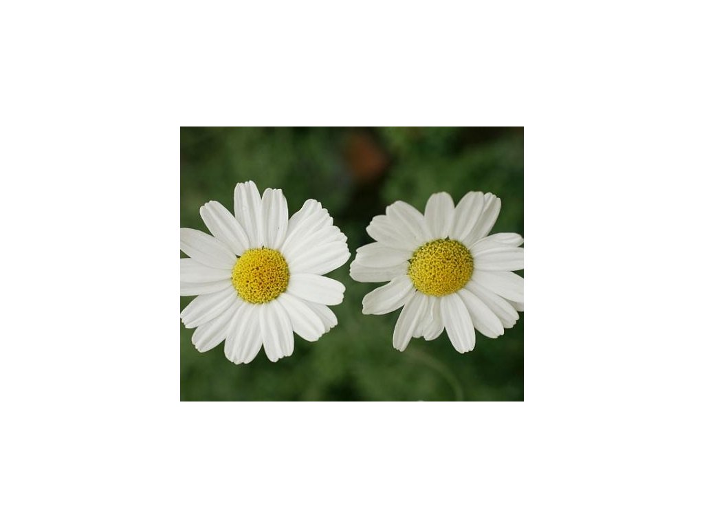 67176 1 vratic kopretina starckolista