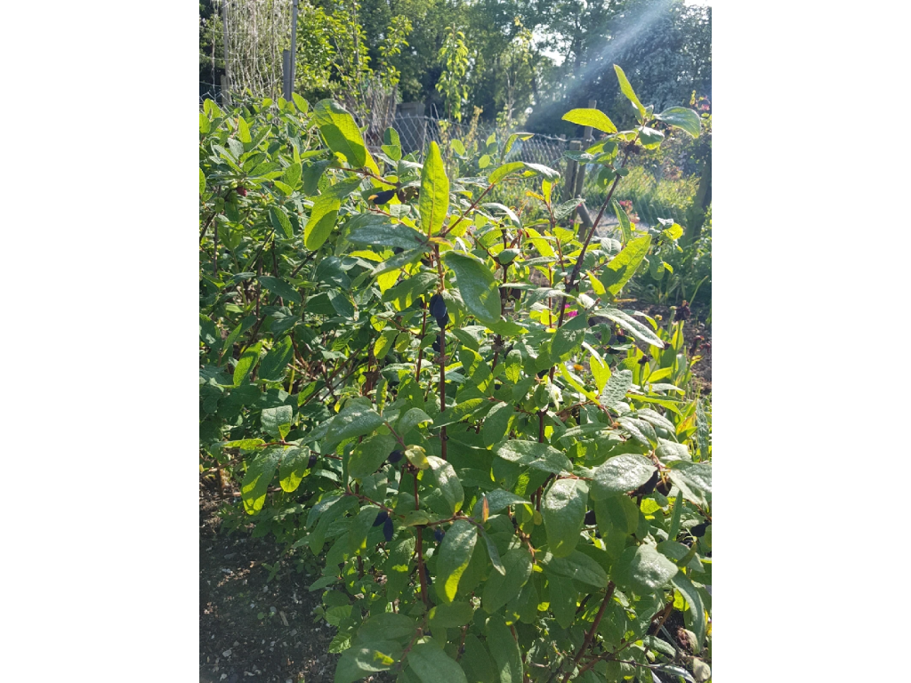 philodendron verrucosum steckling Philodendron verrucosum Red – Carnivero main image 1