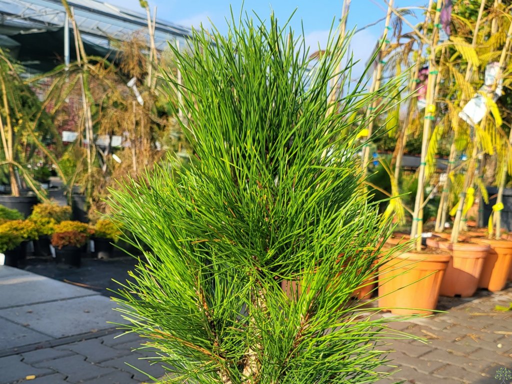 Pinus Green Tower (3)