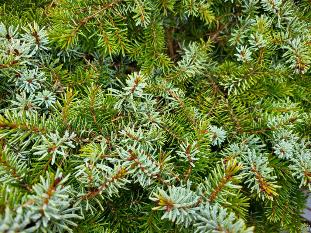 Picea omorika 'Berliner's Weeper' (3)