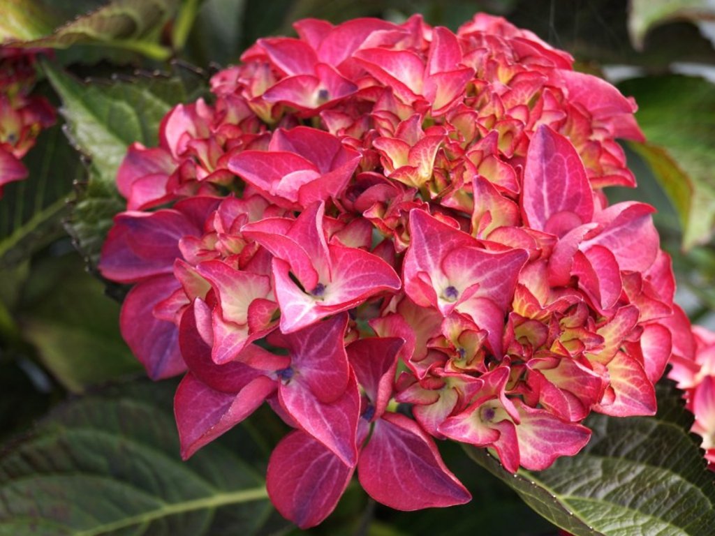 Hortenzie velkolistá 'Red Angel'