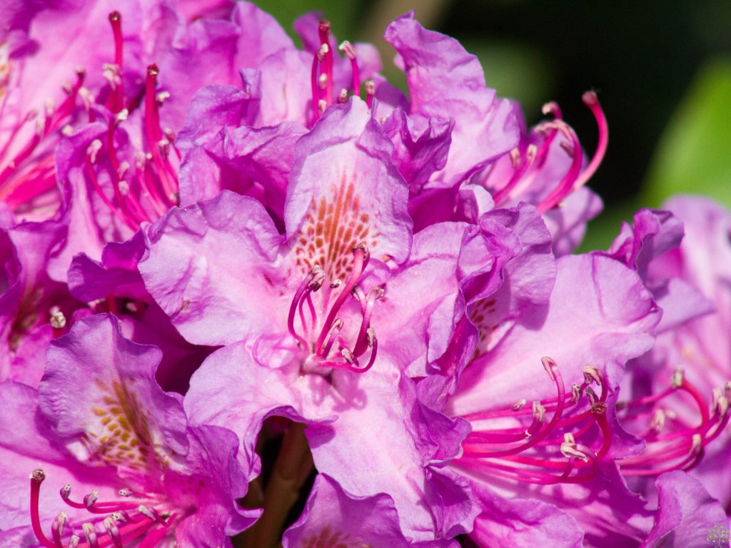 Rhododendron Pink Purple Dream (2)