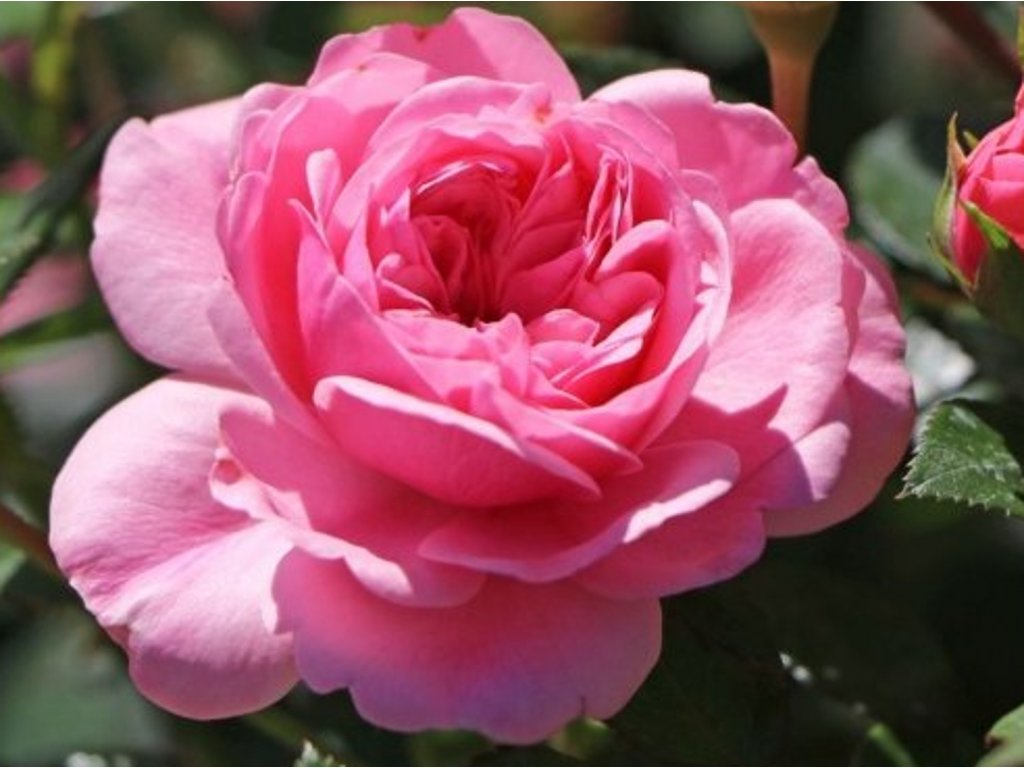scarler rose