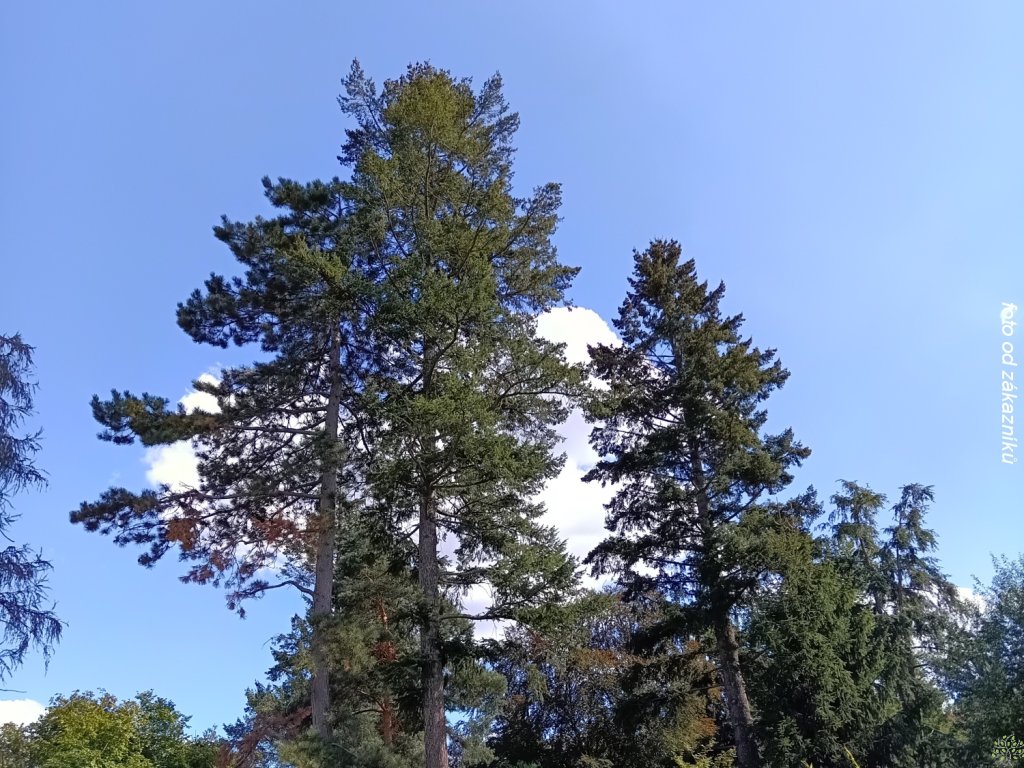 Douglaska tisolistá - Zahradnictví Spomyšl