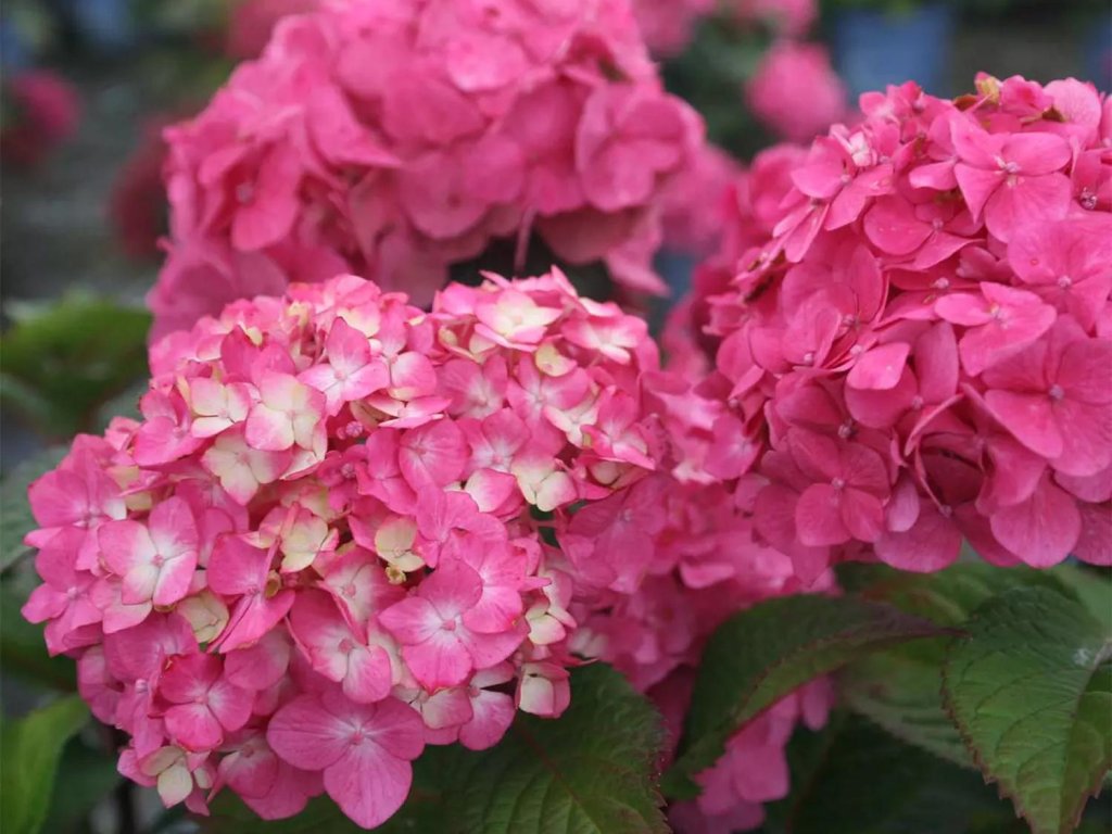 91727 1 hortenzie velkolista endless summer bloomstar