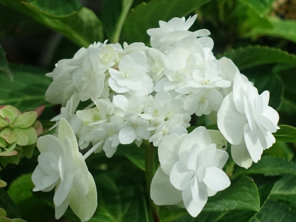 Hortenzie velkolistá 'Doppio Bianco®'