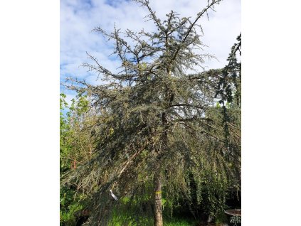 Cedr libanonsk� 'Sargentii Pendula' (Balen� kontejner C450, Tvar v��ka 325-350cm, km�nek 125cm)