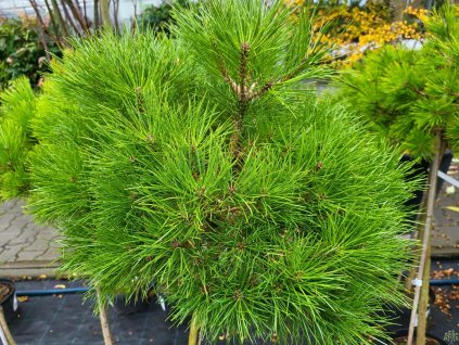 pinus kulovit�