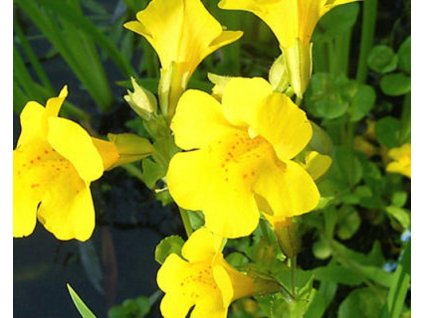 mimulus