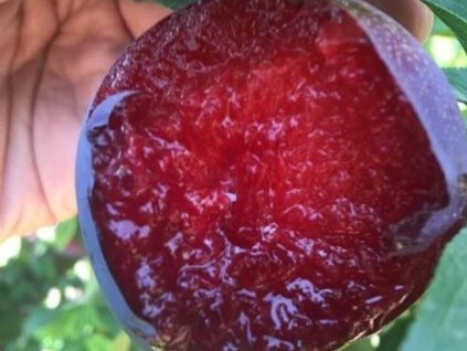 Japonská švestka 'Red Lure' - kontejner