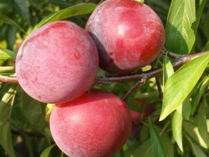 Japonská švestka 'Ruby Crunch' - kontejner