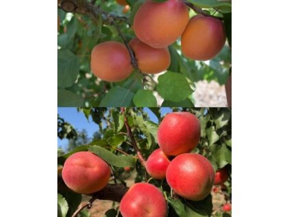 Meruňka 'Anubis' a Meruňka 'Roy' 2v1!