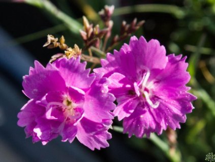 Hvozdík zahradní Mountain Frost 'Pink Twinkle' - Dianthus Mountain Frost 'Pink Twinkle'