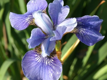 Kosatec sibiřský 'Blue Moon' - Iris sibirica 'Blue Moon'