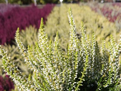 Calluna vulgaris Sarah (4)