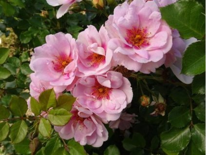 magnolia