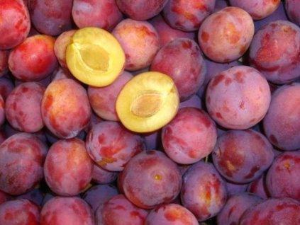 Švestka 'Sonora'