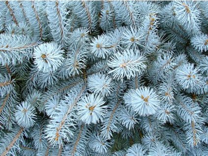 Smrk pichlavý 'Bizon Blue'